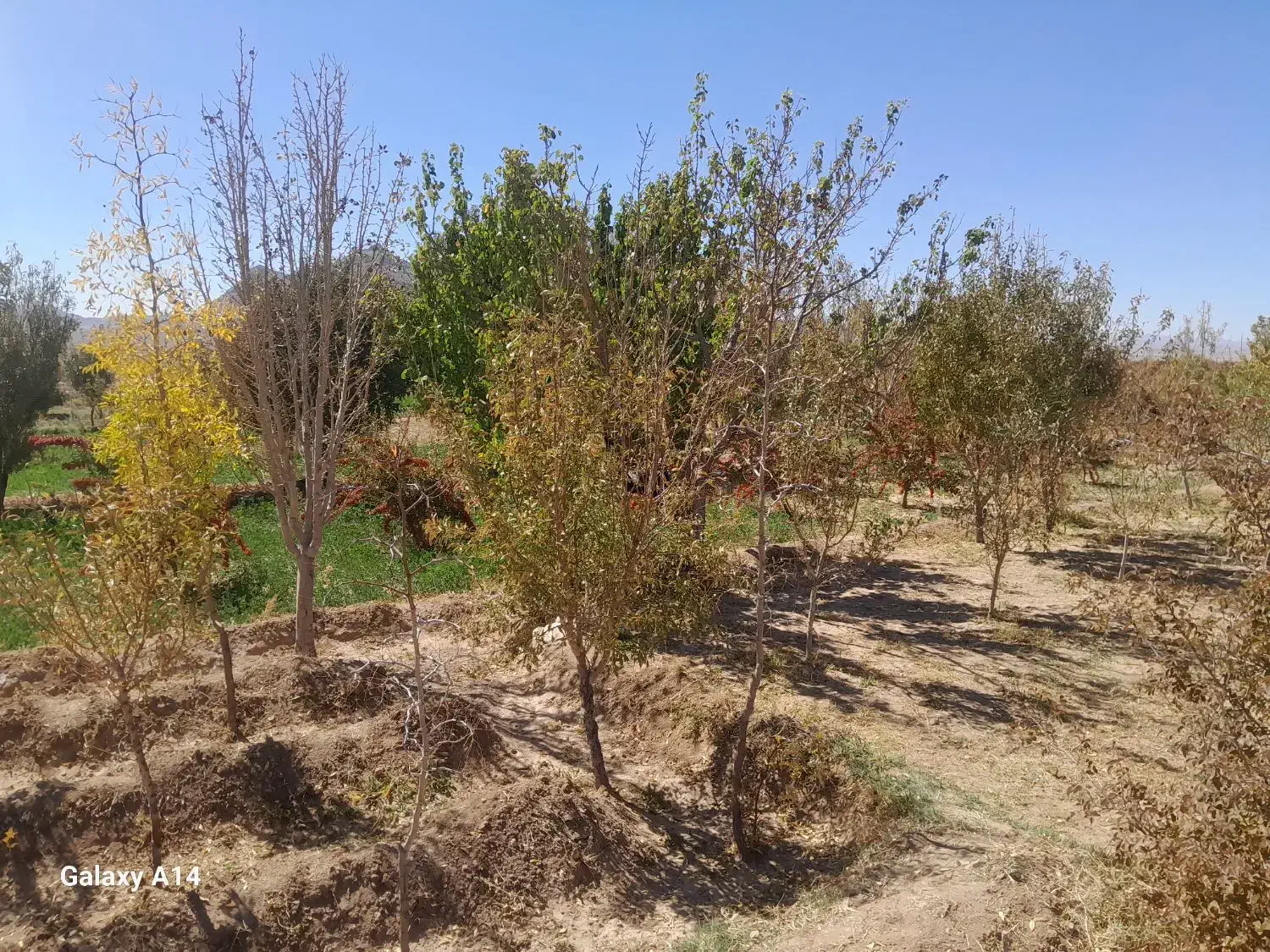 باغ ویلا|فروش خانه و ویلا|سربیشه, |دیوار