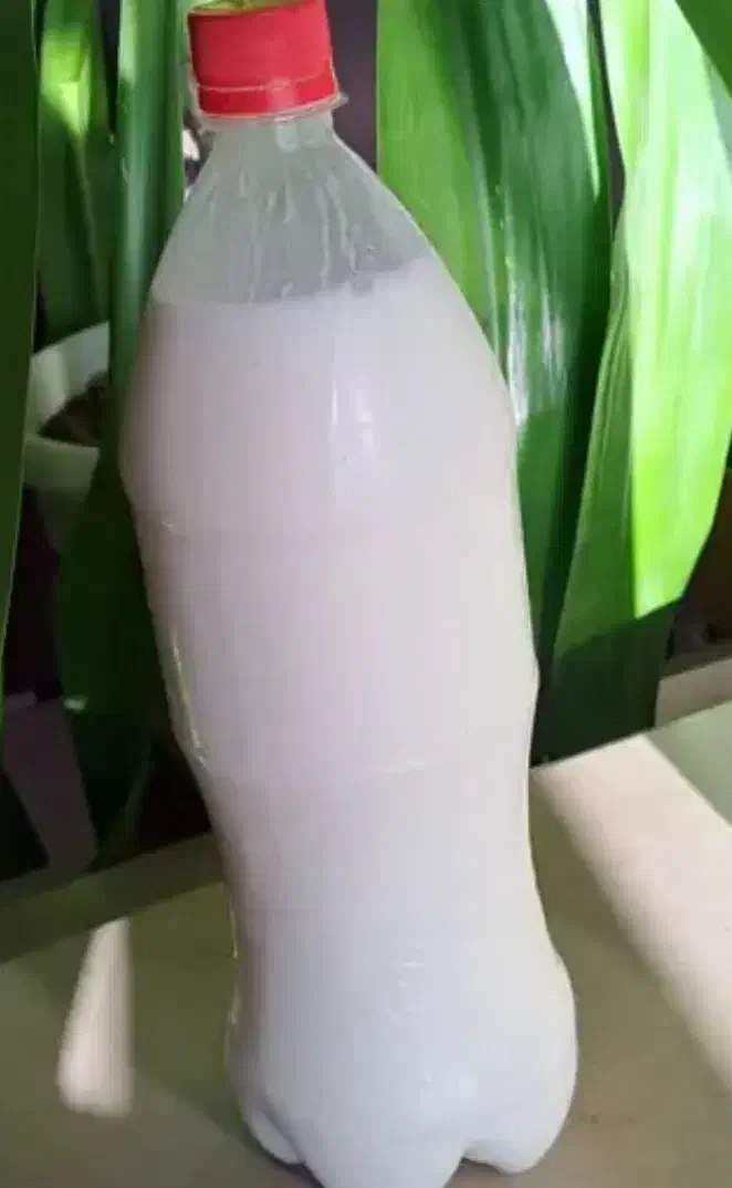 دوغ و کره محلی|خوردنی و آشامیدنی|لاهیجان, لیالستان|دیوار