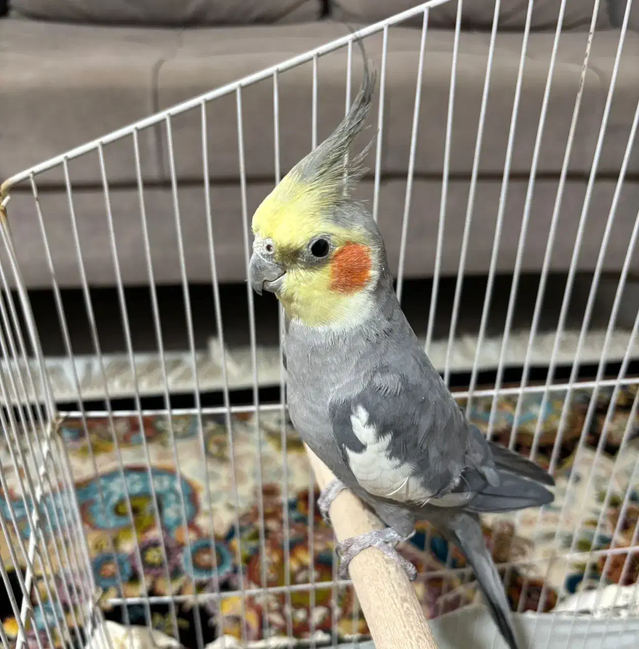 عروس هلندی|پرنده|بومهن, |دیوار