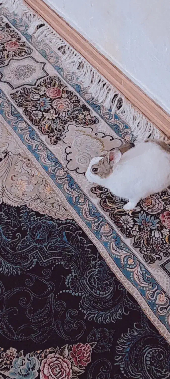 خرگوش|موش و خرگوش|دورود, |دیوار