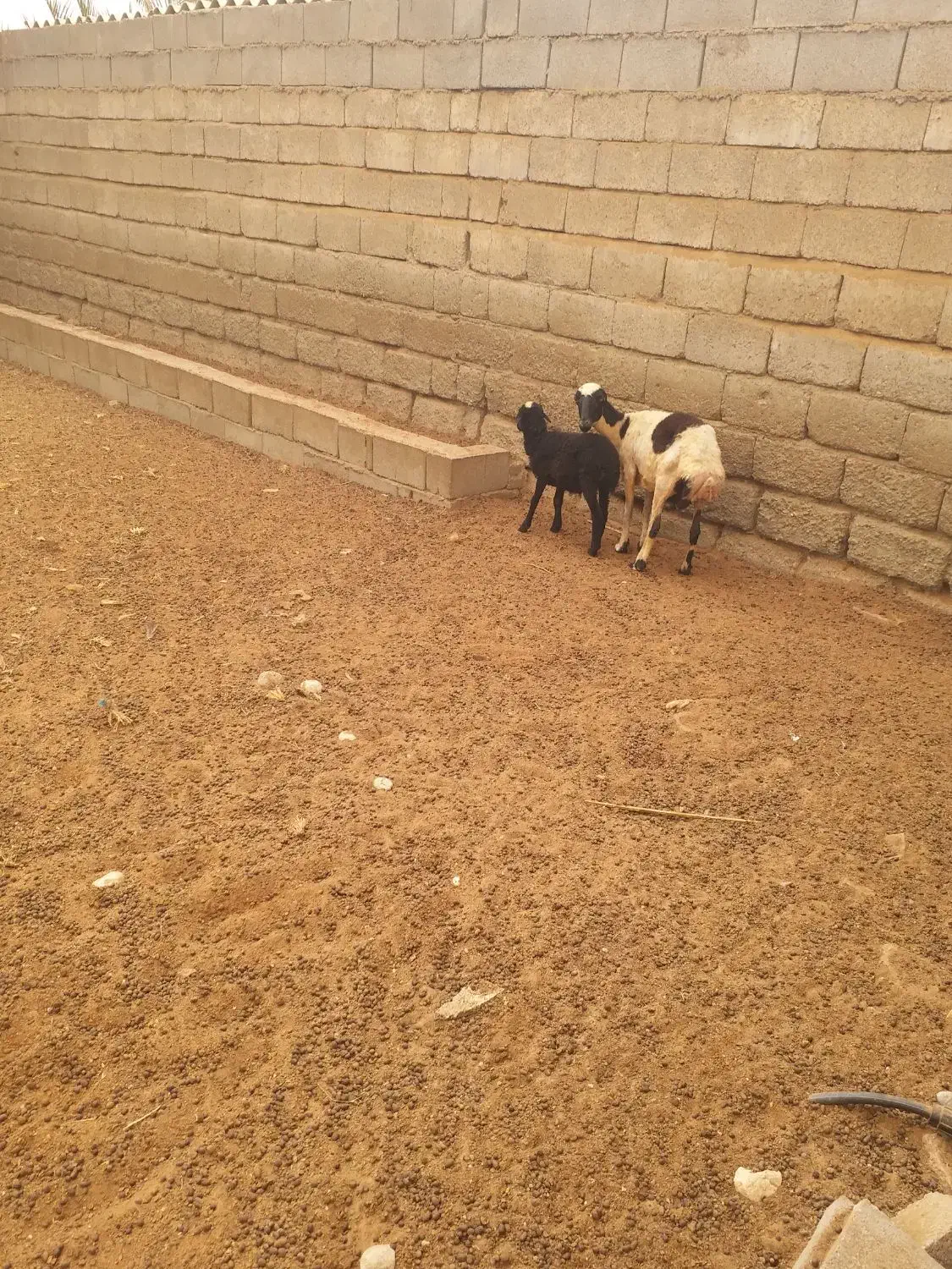 میش جوان با بره|حیوانات مزرعه|تخت, |دیوار