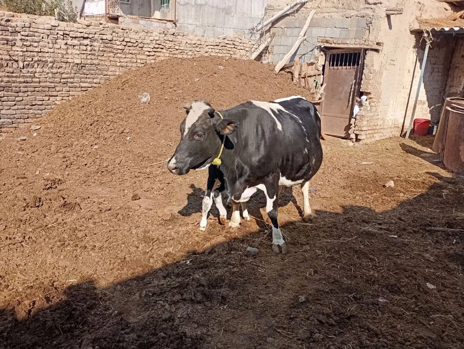 گاو شیری با گوساله نر|حیوانات مزرعه|هریس, |دیوار