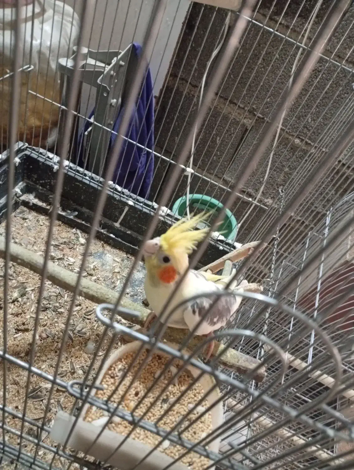 یک جفت عروس هلندی مولد با جوجه|پرنده|کهریزک, |دیوار