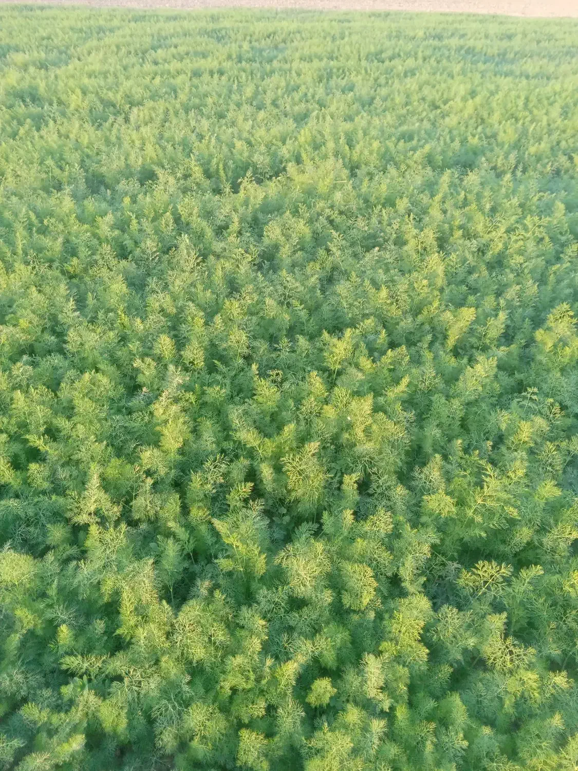 سبزی شوید و گشنیز|خوردنی و آشامیدنی|سیمین شهر, |دیوار