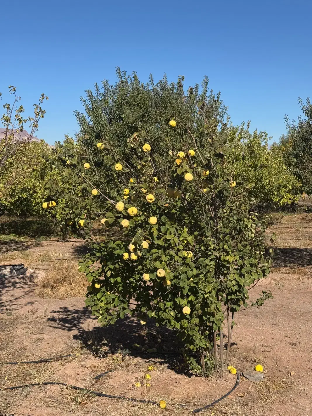 باغ واقع در جلفا|فروش زمین و ملک کلنگی|جلفا, |دیوار