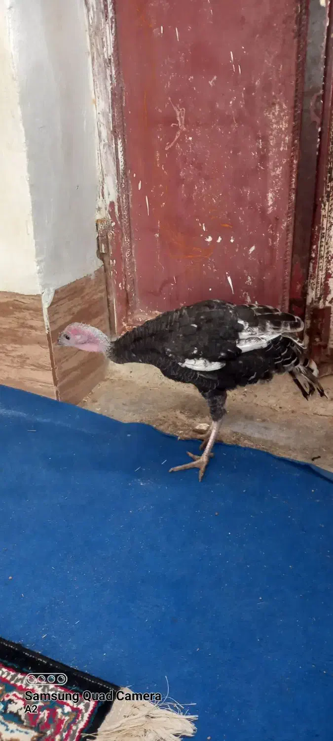 بوقلمون ماده ۷ ماهه|حیوانات مزرعه|زابل, |دیوار