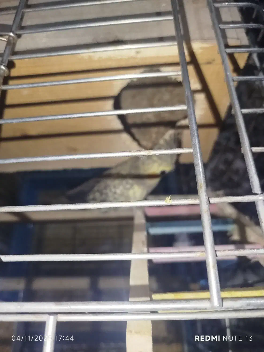 فروش طوطی عروس|پرنده|قائمشهر, |دیوار