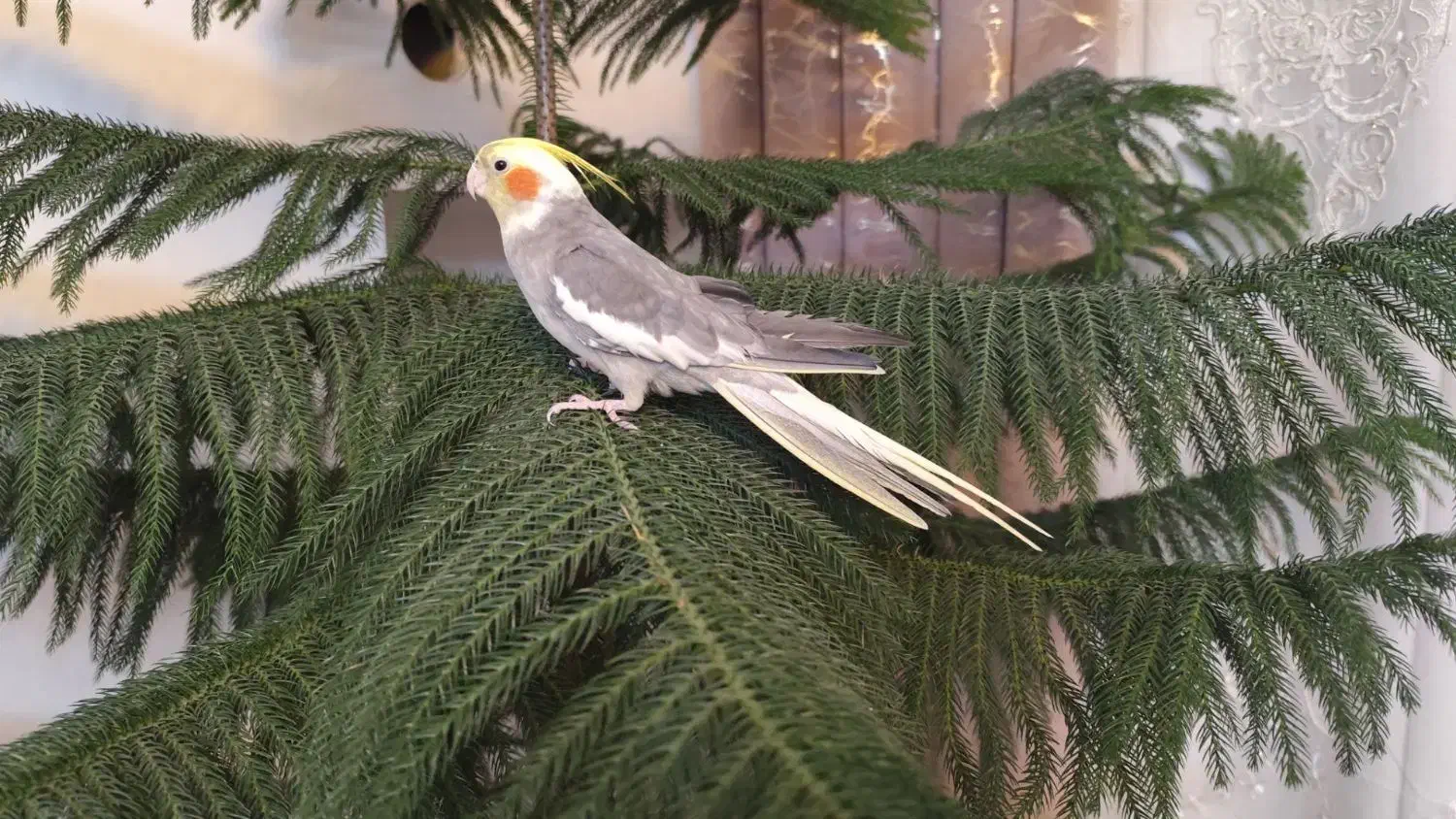 عروس هلندی|پرنده|نهاوند, |دیوار