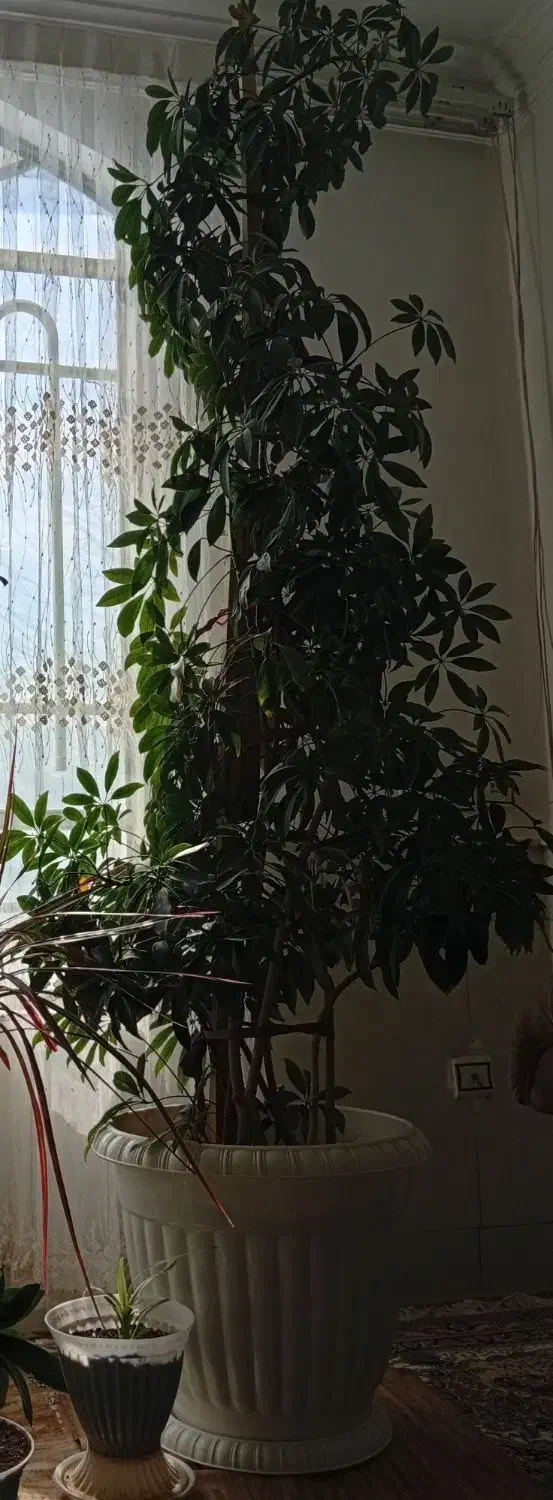 گل طبیعی|گل و گیاه طبیعی|نیشابور, دارایی|دیوار