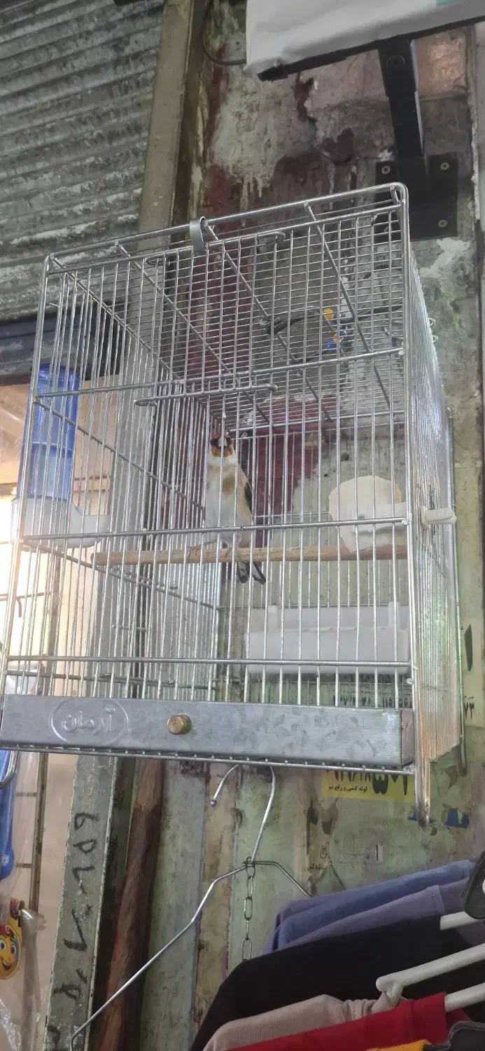 سهره  قرص بخون جوجه قفس|پرنده|ری, فیروزآبادی|دیوار