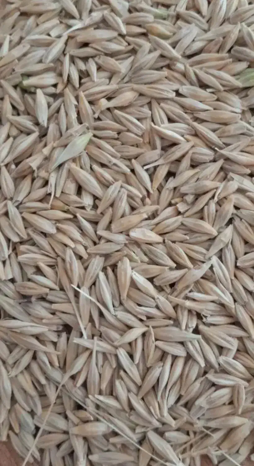 جو سرارود و محلی|خدمات باغبانی و درختکاری|ماهیدشت, |دیوار