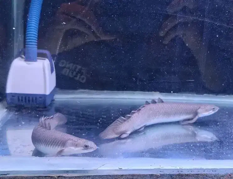 ماهی پولی|ماهی|سنندج, |دیوار