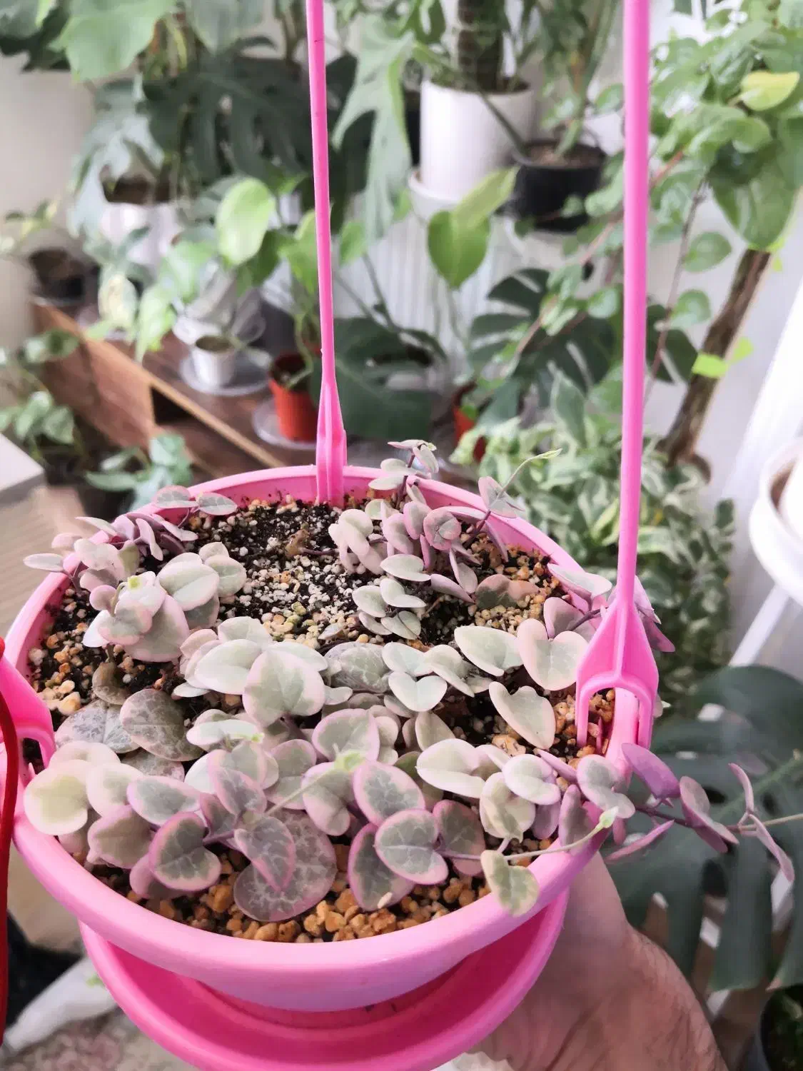 سروپژیا ابلق یا زنجیره قلب ها|گل و گیاه طبیعی|قم, انسجام|دیوار