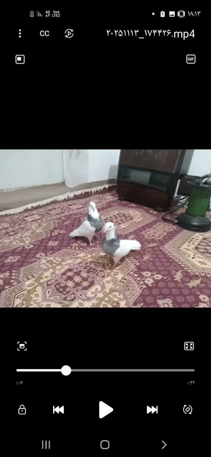 باسلام چند جفت طوق زوردار|پرنده|ماهیدشت, |دیوار