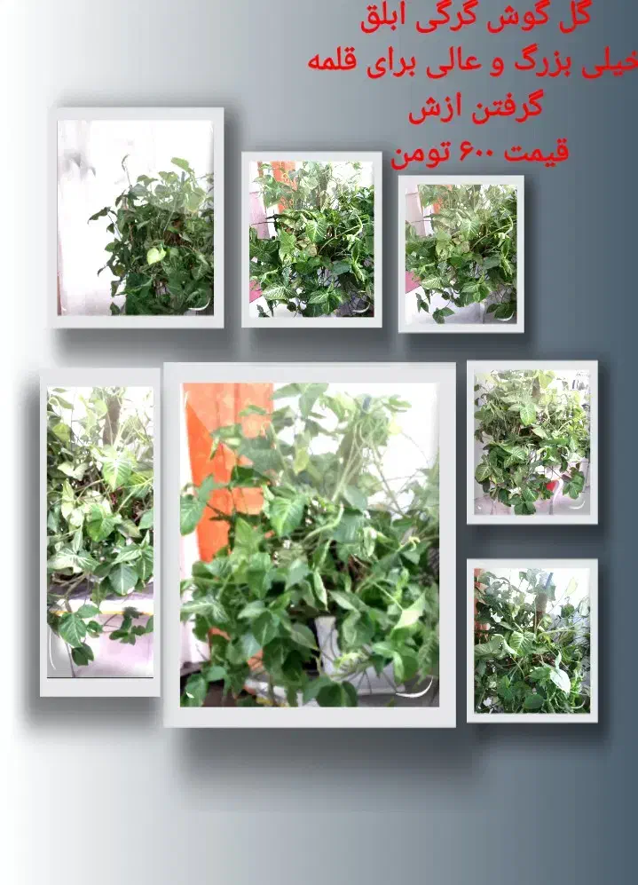 گل های آپارتمانی|گل و گیاه طبیعی|نیشابور, خیام|دیوار