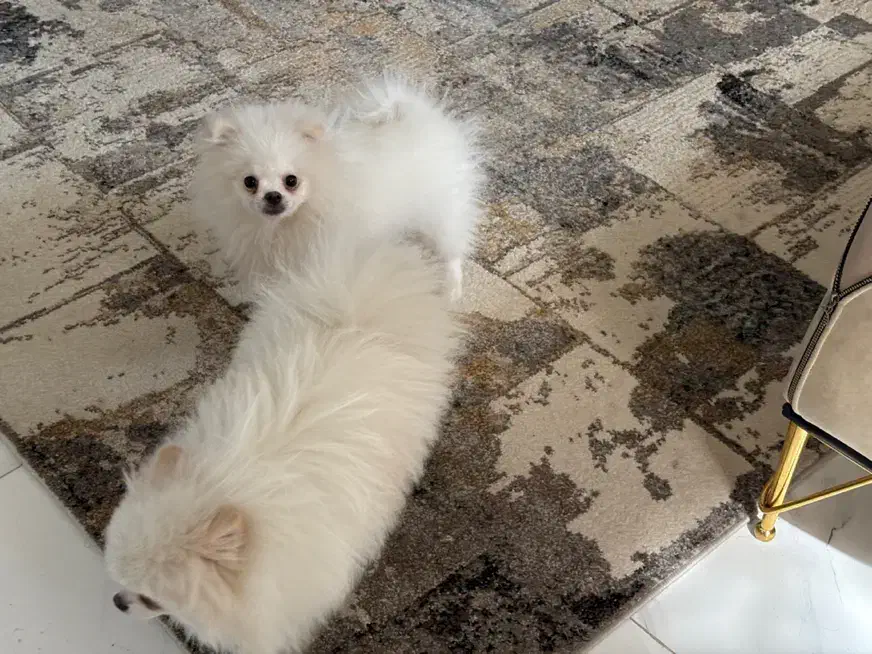 پامر باهوش خرسی|سگ|فردیس, شهرک سپاه|دیوار