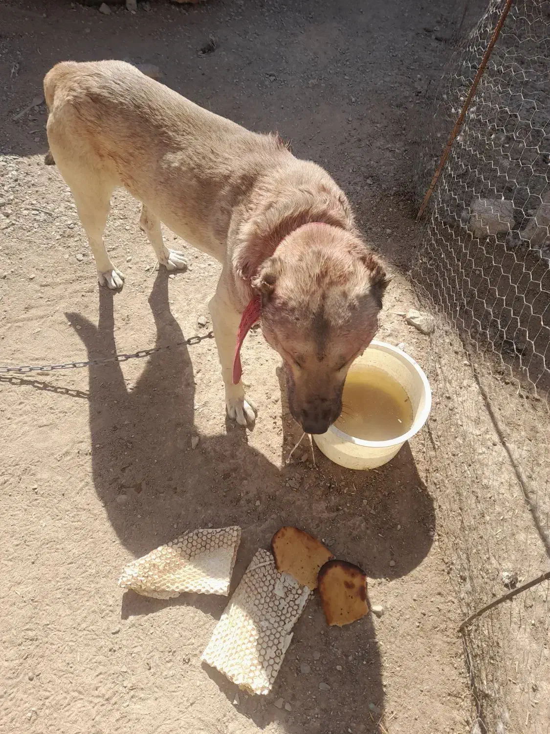 واگذاری سگ سرابی|سگ|کرفتو, |دیوار