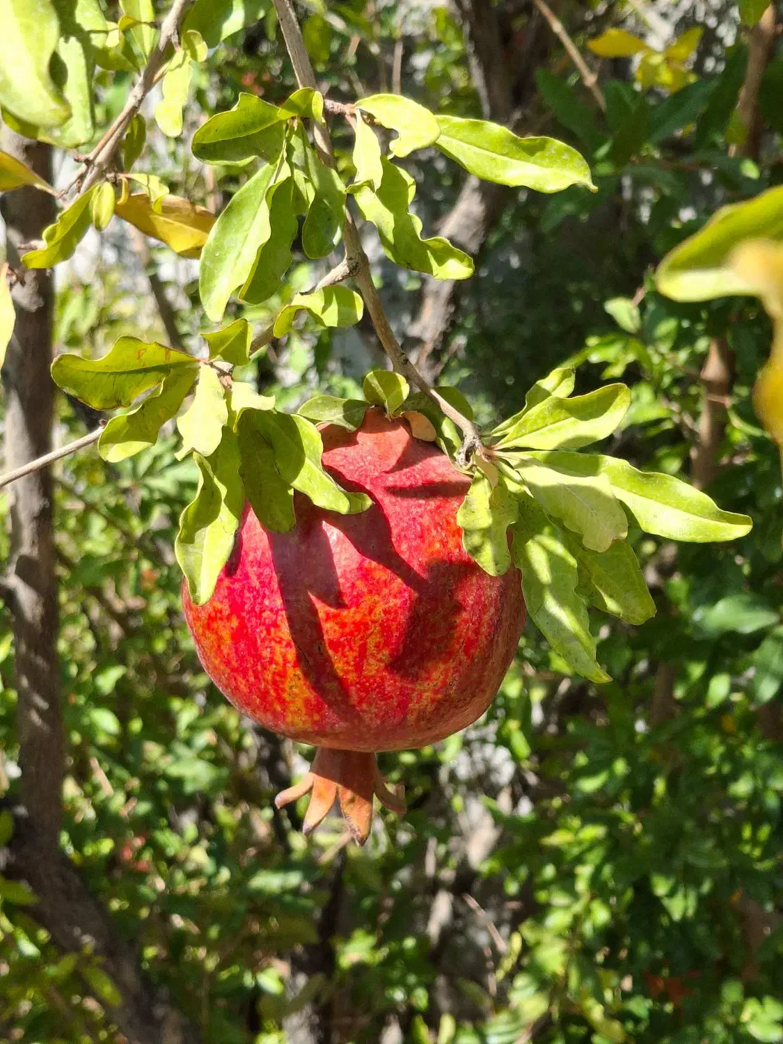 رب انار و انواع ترشی|خوردنی و آشامیدنی|شاهینشهر, عطار|دیوار