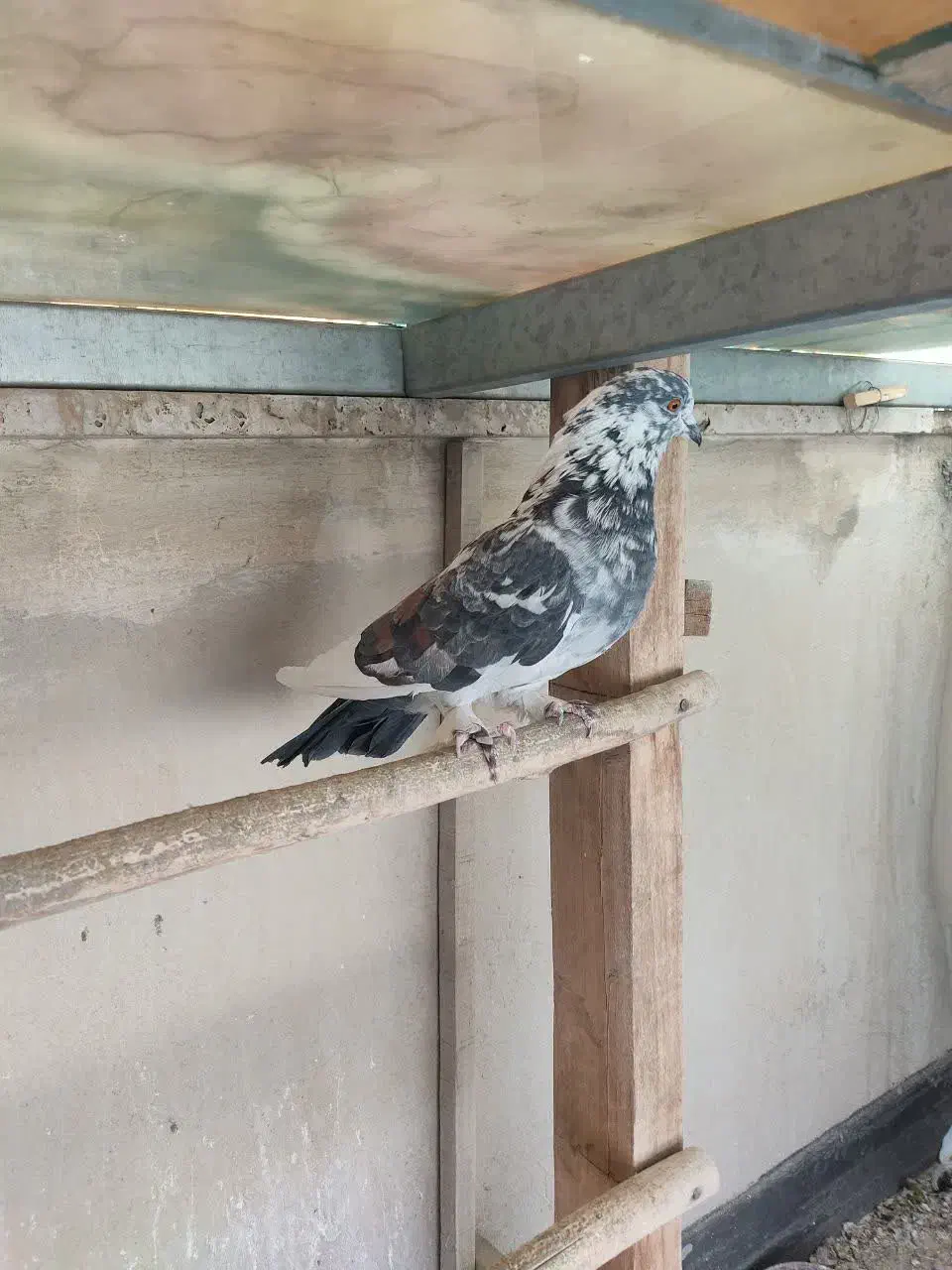 کبوتر مسافتی و پلاکی وکله دم سبز|پرنده|فردیس, شهرک شهید حسینی|دیوار