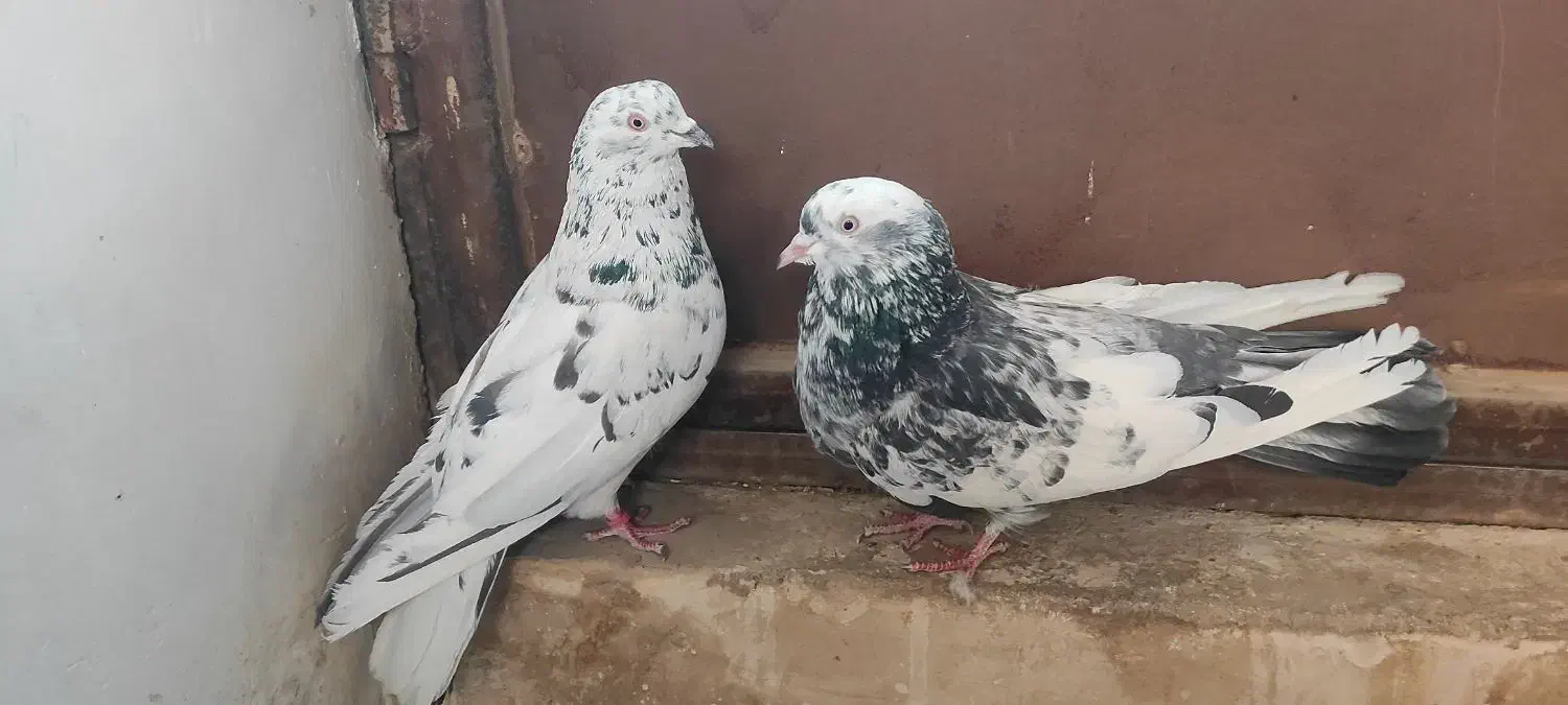 نروماده ترمه ی اصفهانی|پرنده|برخوار, |دیوار