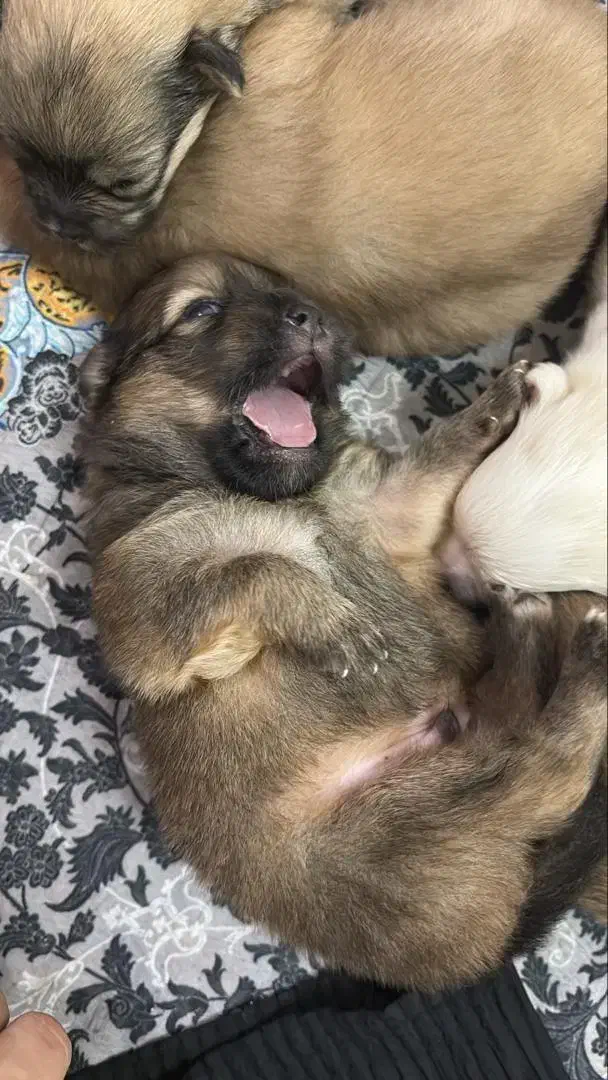 واگذاری توله سگ اشپیتز تریر|سگ|خارک, |دیوار