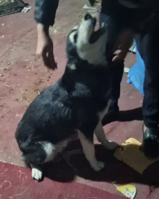 سگ هاسکی زرنگ|سگ|مشهد, رسالت|دیوار