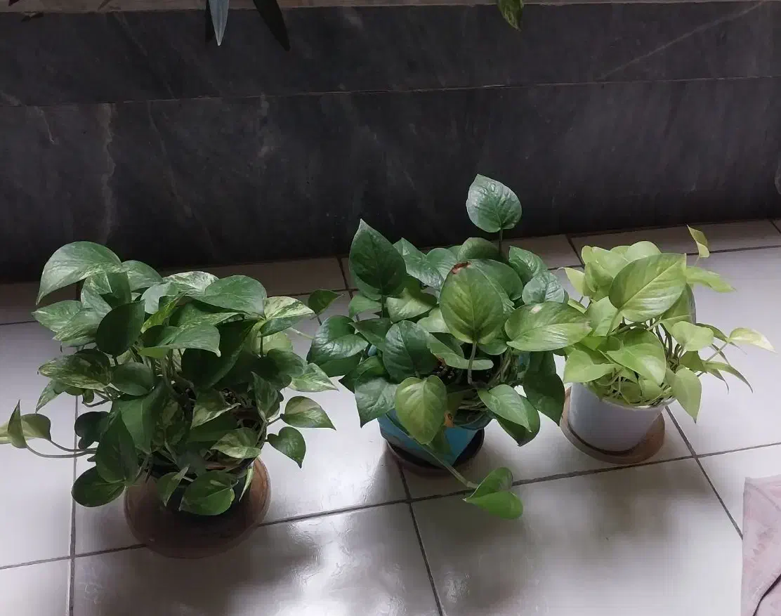 گل قاشقی گل پتوس ابلق|گل و گیاه طبیعی|کرج, اصفهانی‌ها|دیوار