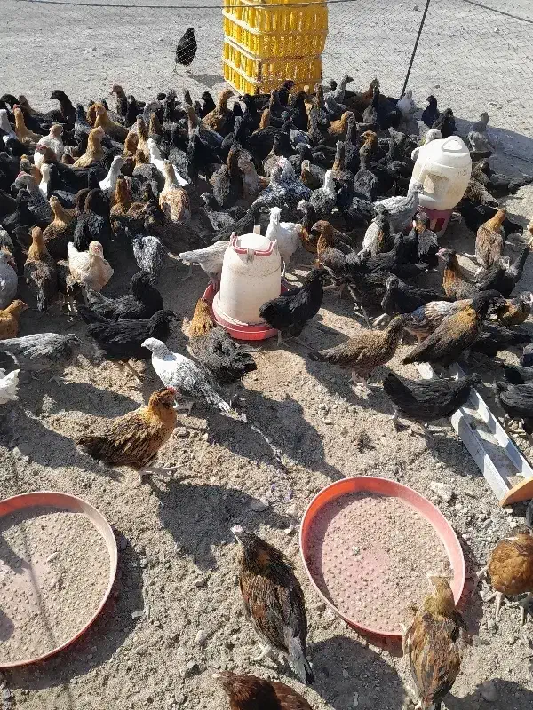 جوجه مرغ وخروس محلی|حیوانات مزرعه|سیرجان, |دیوار