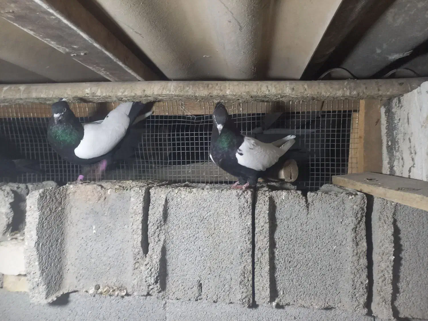 کبوتر،رنگی ۲۰عدد|پرنده|دزفول, |دیوار