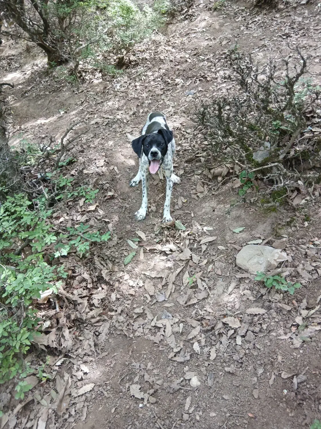 پوینتر انگلیس|سگ|گلی داغ, |دیوار