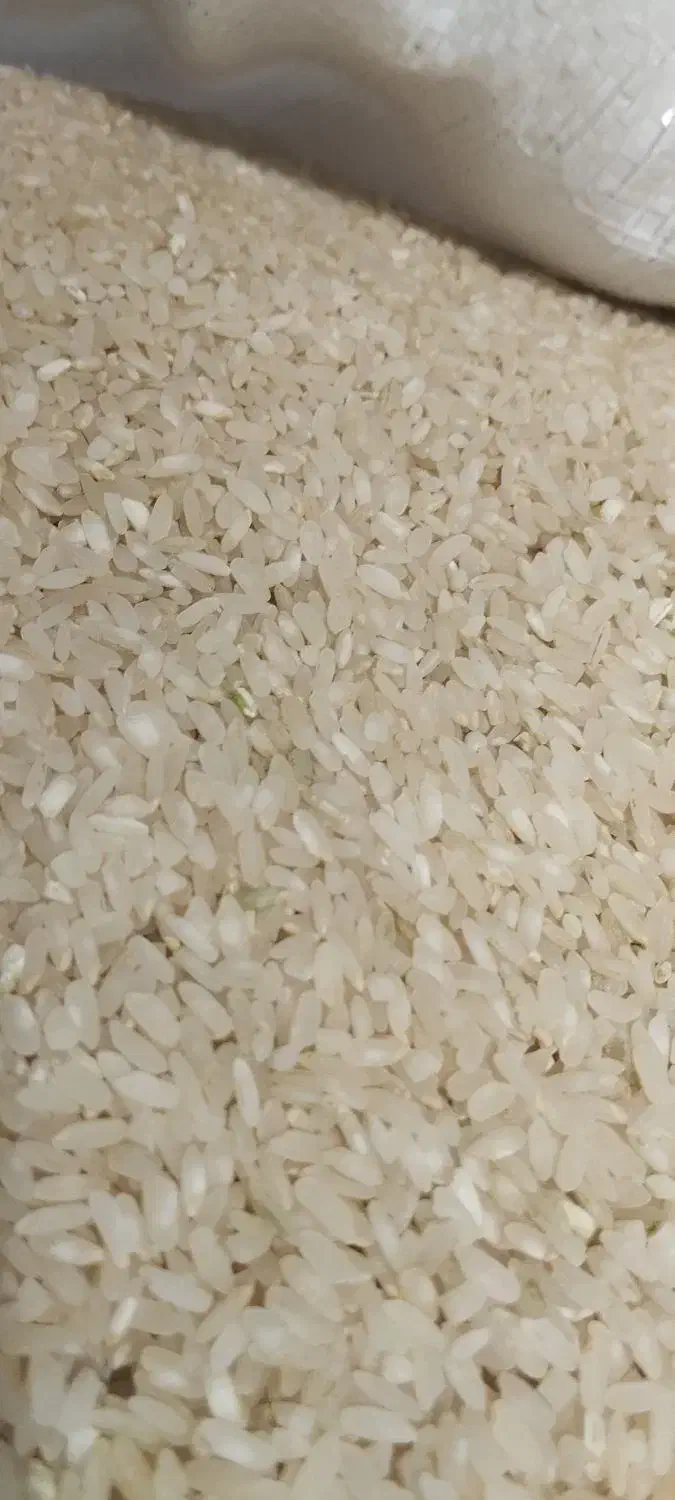 برنج کامفیروزی به شرط خرید کشاورز|خوردنی و آشامیدنی|شیراز, گود خزینه|دیوار