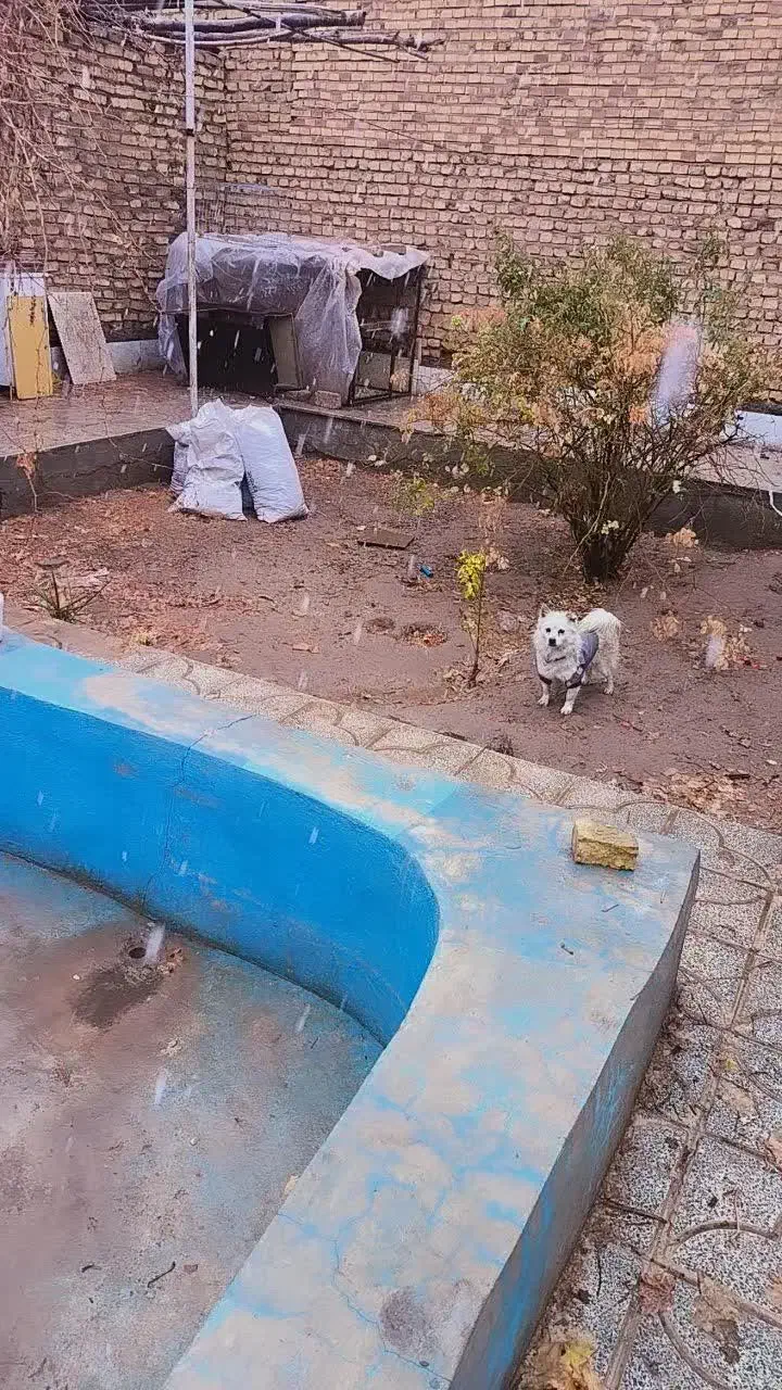 سگ سفید|سگ|یزد, |دیوار