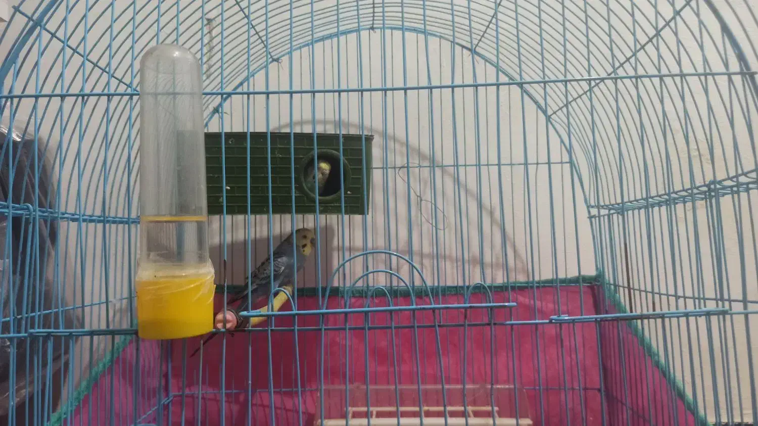 مرغ عشق|پرنده|دوگنبدان, |دیوار