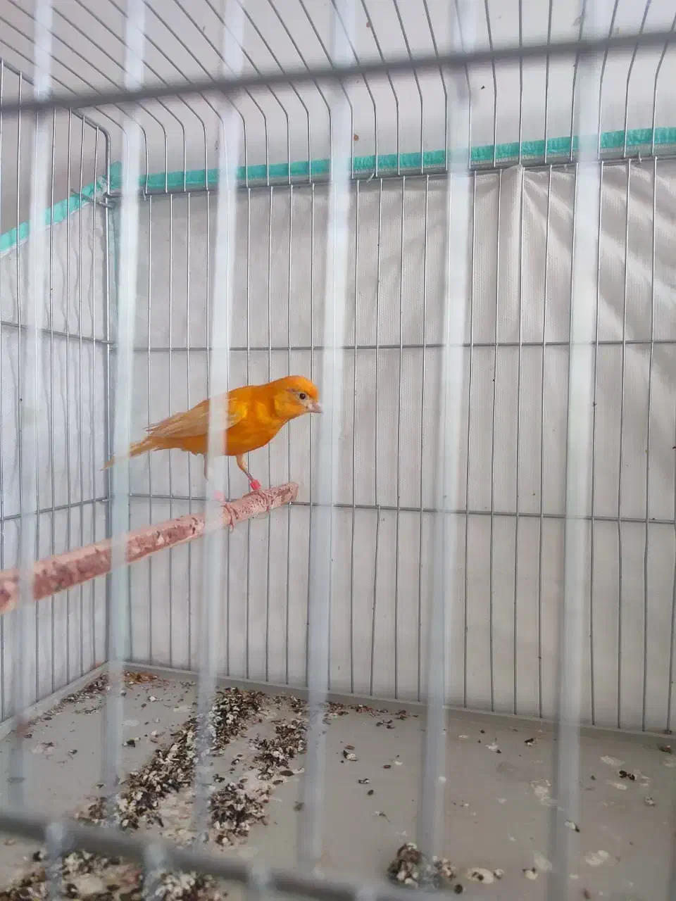قناری لاکی پرتقالی|پرنده|شیراز, آبیاری|دیوار