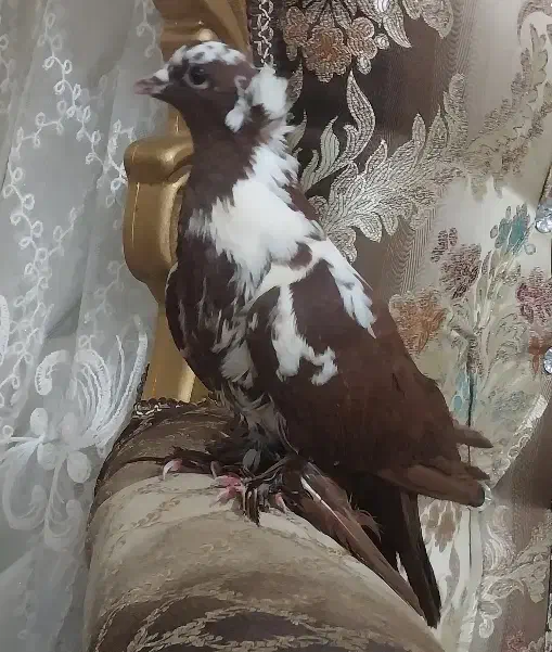 کبوتر|پرنده|اردبیل, |دیوار