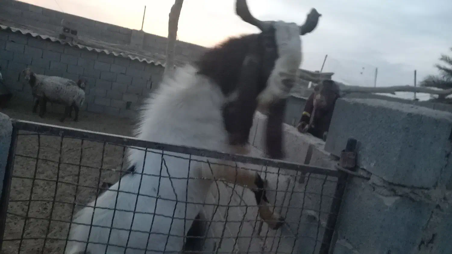 فروش نر بز پاکستانی|حیوانات مزرعه|طبس, |دیوار