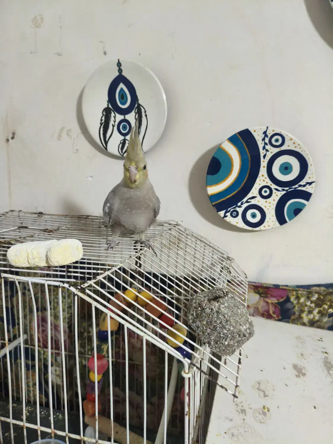 جوجه عروس هلندی|پرنده|مشهد, شهید قربانی|دیوار