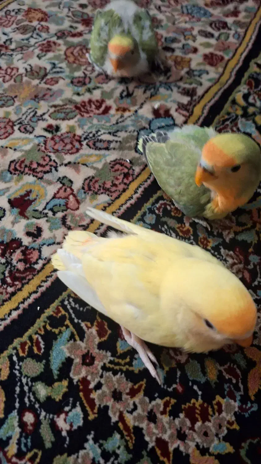 کوتوله|پرنده|گناباد, |دیوار