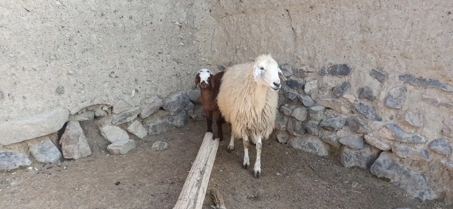 میش و بره|حیوانات مزرعه|اسفراین, |دیوار