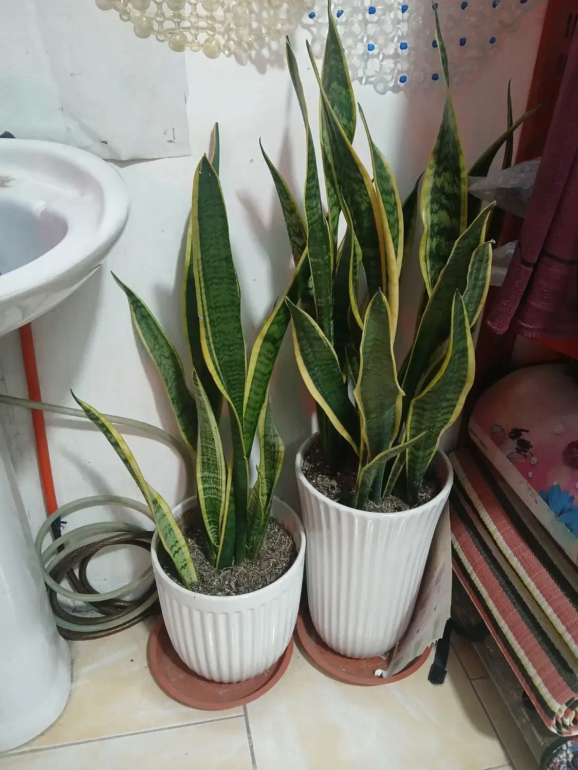 گل سانسوریا|گل و گیاه طبیعی|بهارستان, |دیوار