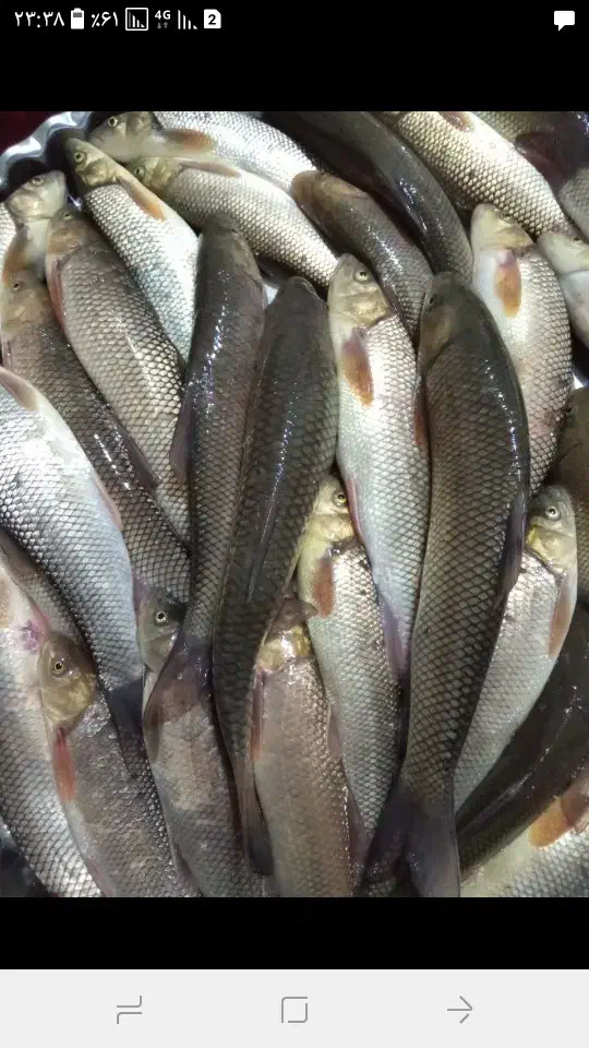 چای بالقی صید یه ساعت پیش ۱۲۰|خوردنی و آشامیدنی|میانه, |دیوار