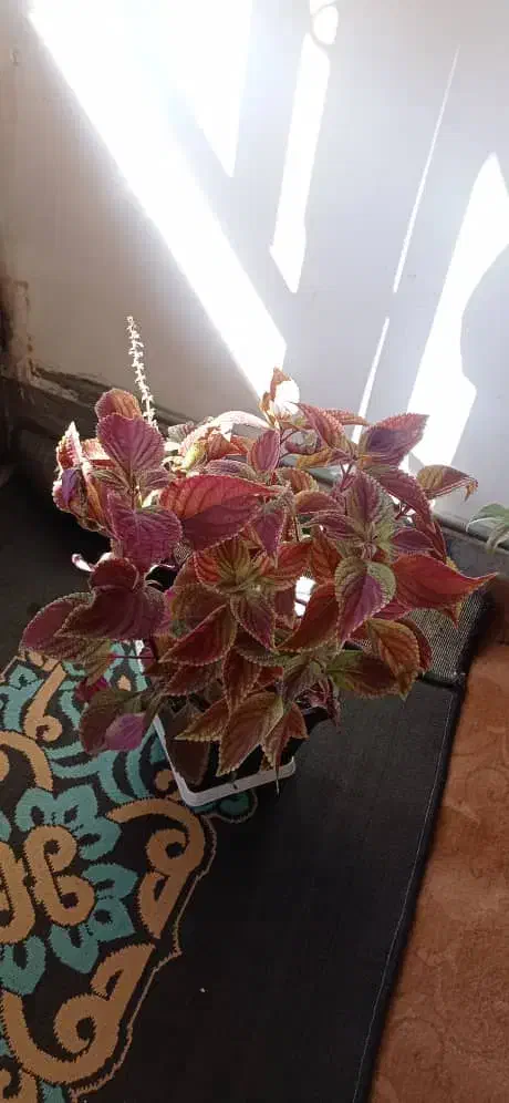 گلهای حسن یوسف|گل و گیاه طبیعی|ایوان, |دیوار