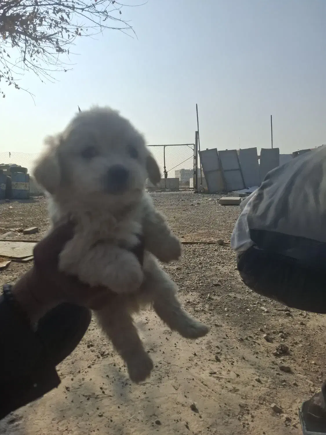 واگذاری توله شیتزو|سگ|نسیمشهر, |دیوار