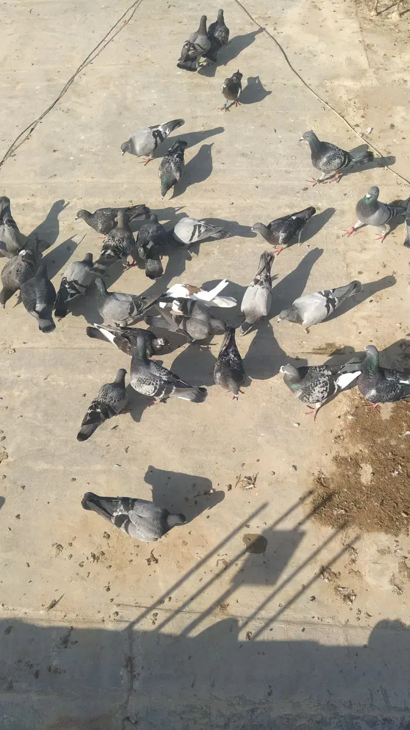کبوتر پلاکی . مسافتی|پرنده|دلوار, |دیوار