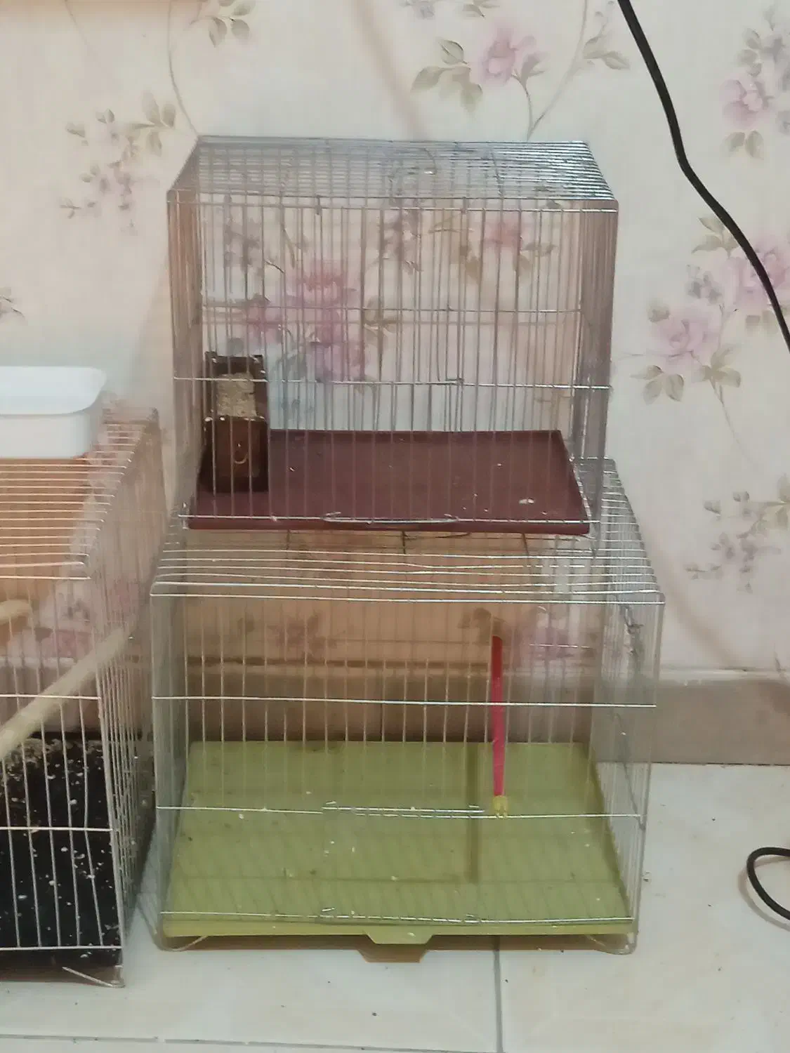 سهره بخون خوشرنگ|پرنده|تهران, زنجان جنوبی|دیوار