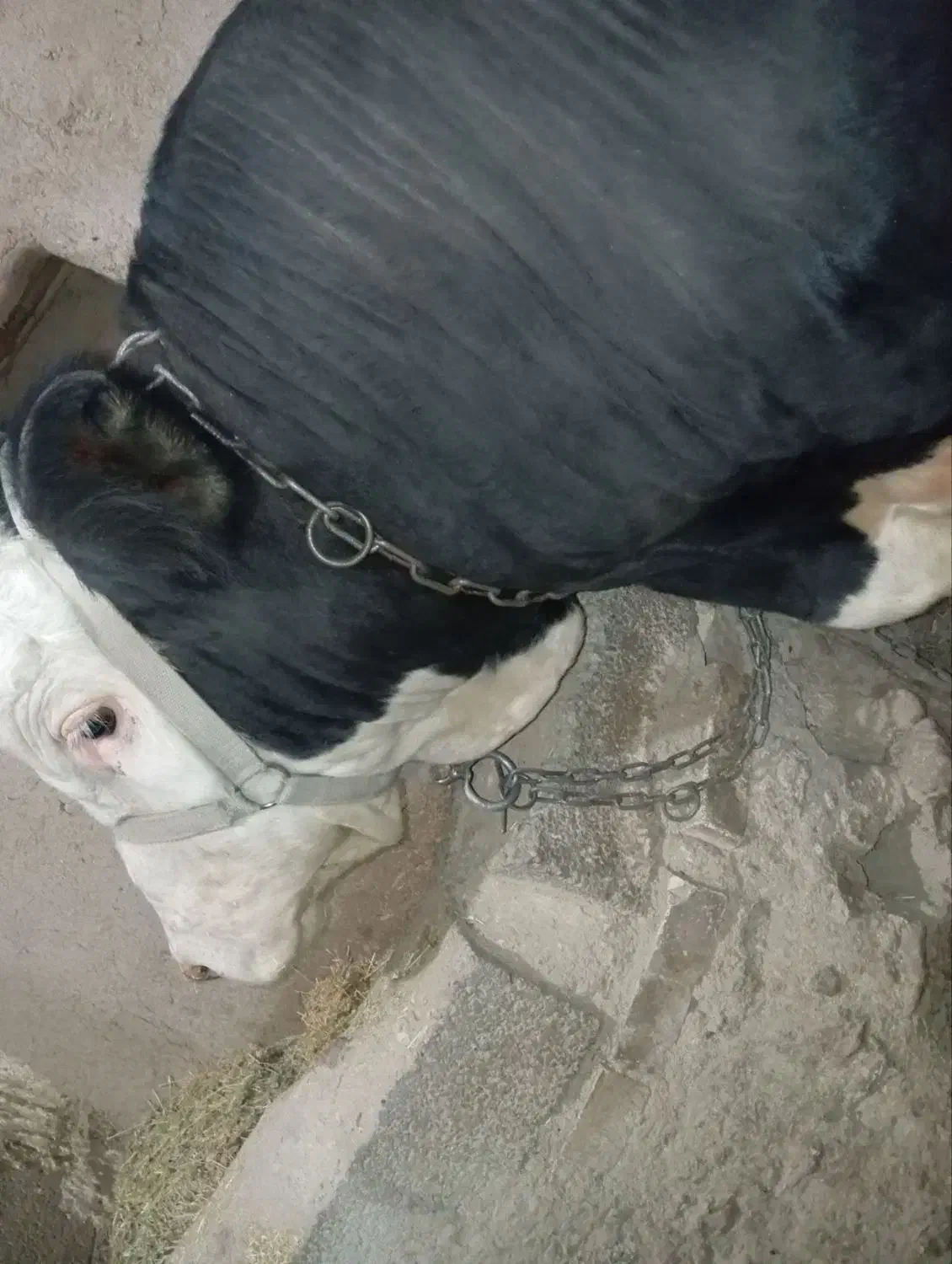 گاو نر قصابی|حیوانات مزرعه|دیواندره, |دیوار