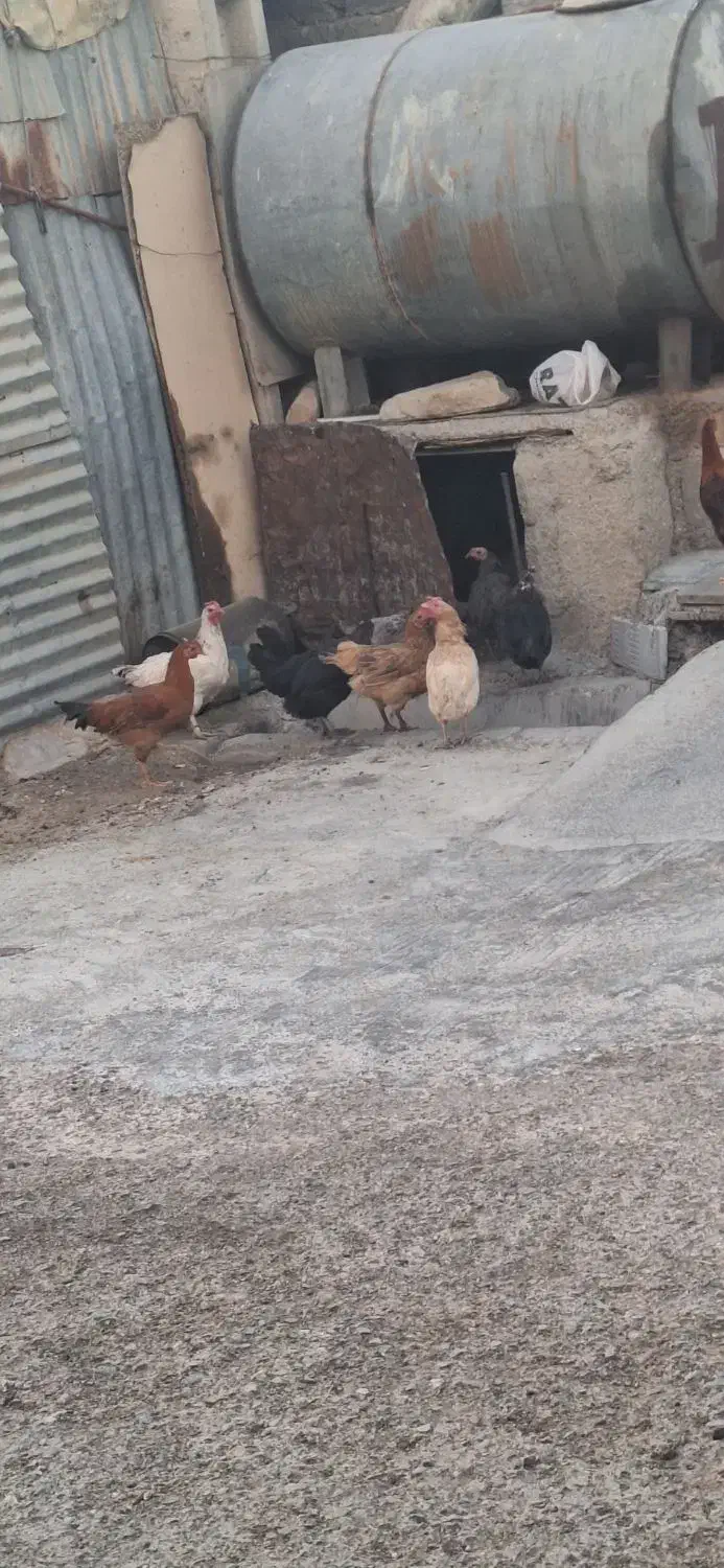 مرغ وخروس کردی|حیوانات مزرعه|کارزان, |دیوار