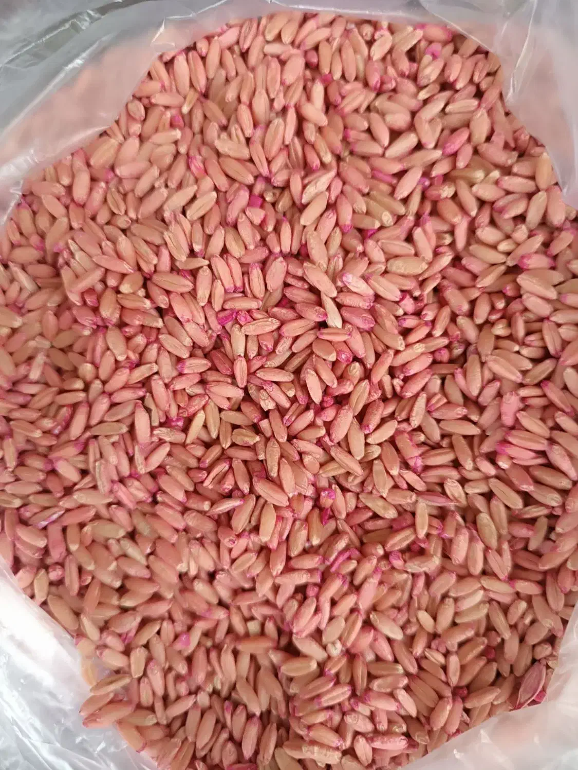 بذر گندم دیم صدرا مادری|خدمات باغبانی و درختکاری|شیروان (خراسان), |دیوار