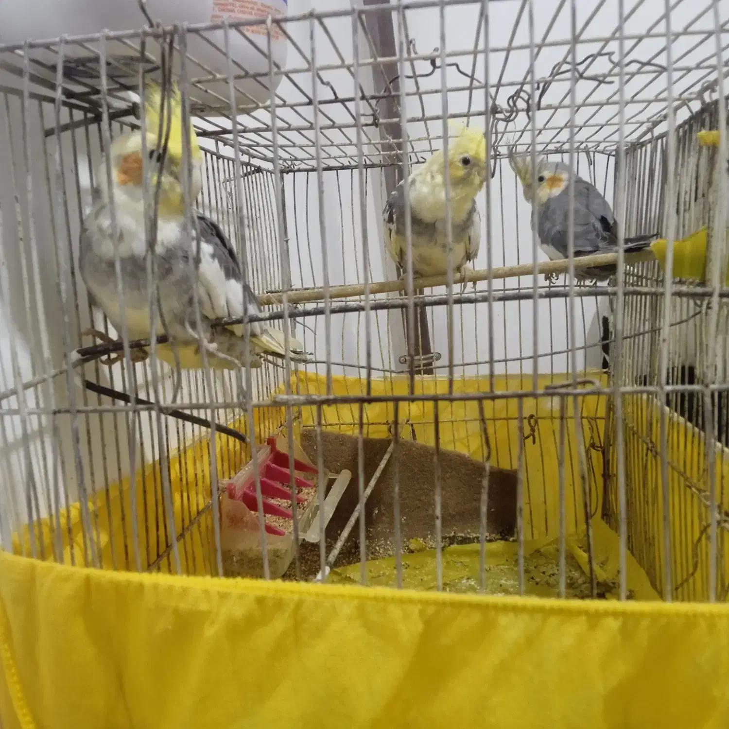 طوطی عروس هلندی|پرنده|رشت, شهرک آیت الله منتظری|دیوار