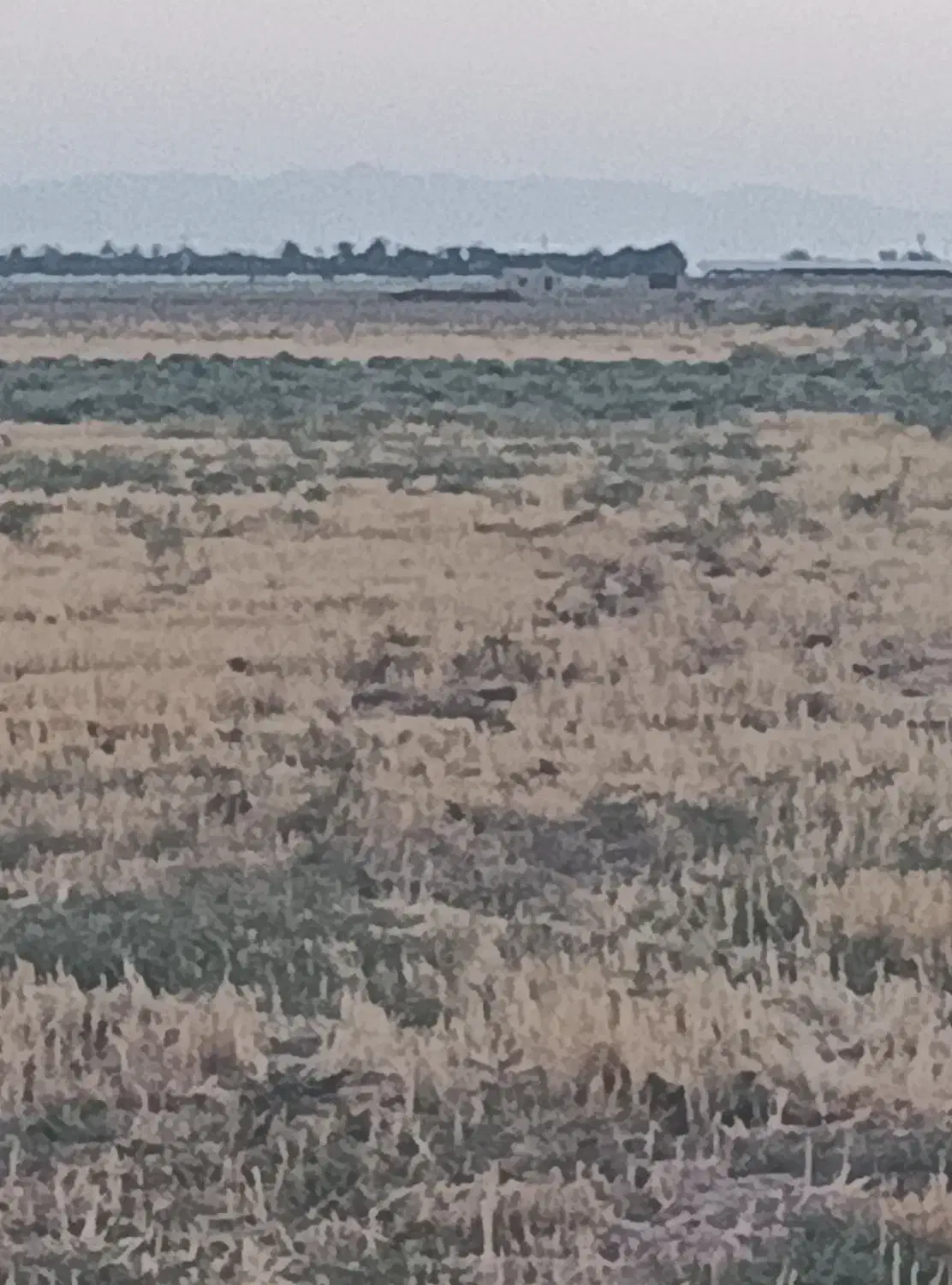 زمین کشاورزی  مناسب سرمایه گذاری برق و گاز داره|فروش دفتر صنعتی، کشاورزی، تجاری|گرمسار, |دیوار